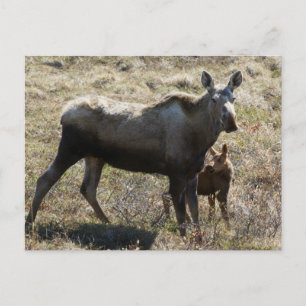 Cartão Postal Alces fêmea do Alasca com filhote
