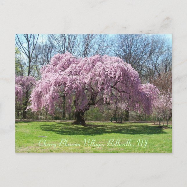 Cartão Postal Aldeia Cherry Blossom 03 (Frente)
