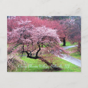 Cartão Postal Aldeia Cherry Blossom 05