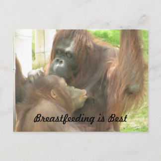 Cartão Postal Aleitamento de Orangutan
