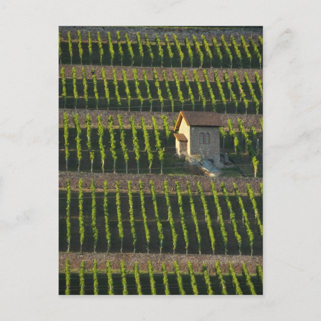 Cartão Postal Alemanha, França, Wertheim. Encosta especial 2 (Frente)