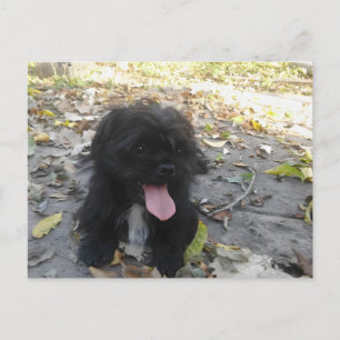Cartão Postal Alerta de Cachorrinho Fofo