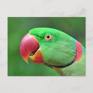Cartão Postal Alexandrine Parakeet
