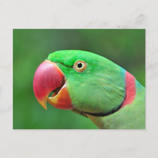 Cartão Postal Alexandrine Parakeet