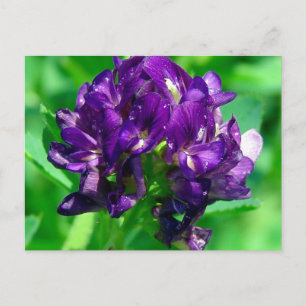 Cartão Postal Alfalfa de Pradaria Roxa