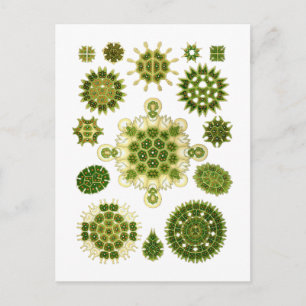 Cartão Postal Algas