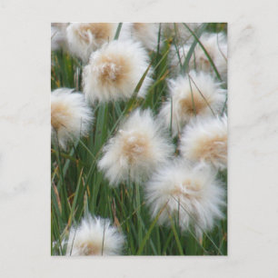 Cartão Postal Algodão (Eriophorum russeolum)