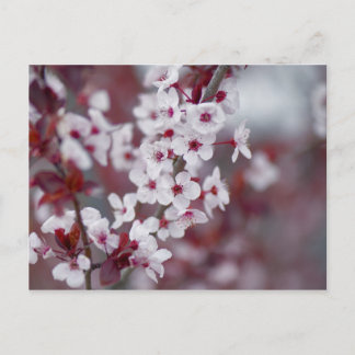 Cartão Postal Alguém pediu um bolo?