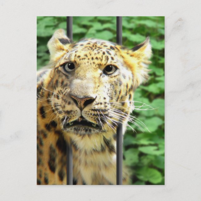 Cartão Postal Alguma vez teve um desses dias? (Frente)