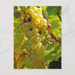 Cartão Postal Algumas Chasselas na vinha - plantadas há muito