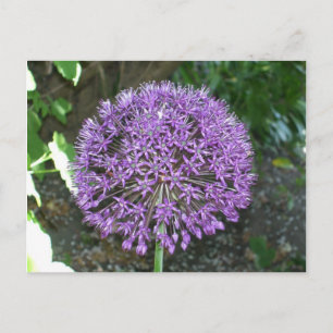 Cartão Postal Alho Roxo