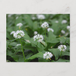 Cartão Postal Alho selvagem ou ramsons Allium ursinum