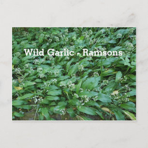 Cartão Postal Alho selvagem - Ramsons