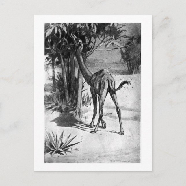 Cartão Postal Alice B. Madeira: Altecamelus art poscard (Frente)