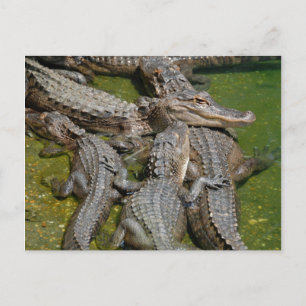 Cartão Postal aligatores-americanos