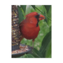 Alimentação Cardinal