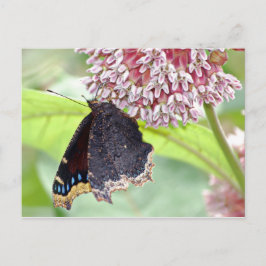 Cartão Postal Alimentação com borboletas