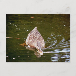 Cartão Postal Alimentação de Pato Cortado