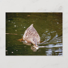 Cartão Postal Alimentação de Pato Cortado