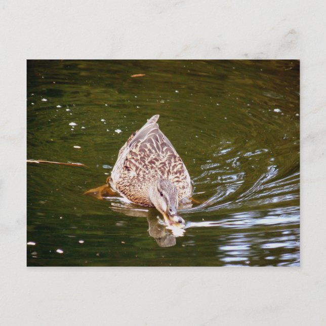 Cartão Postal Alimentação de Pato Cortado (Frente)