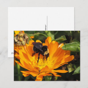 cartão postal - Alimentação no Calendário