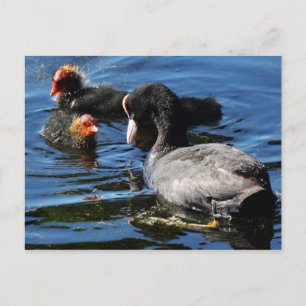 Cartão Postal Alimentando bebês