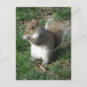 Cartão Postal Alimentando Esquilo