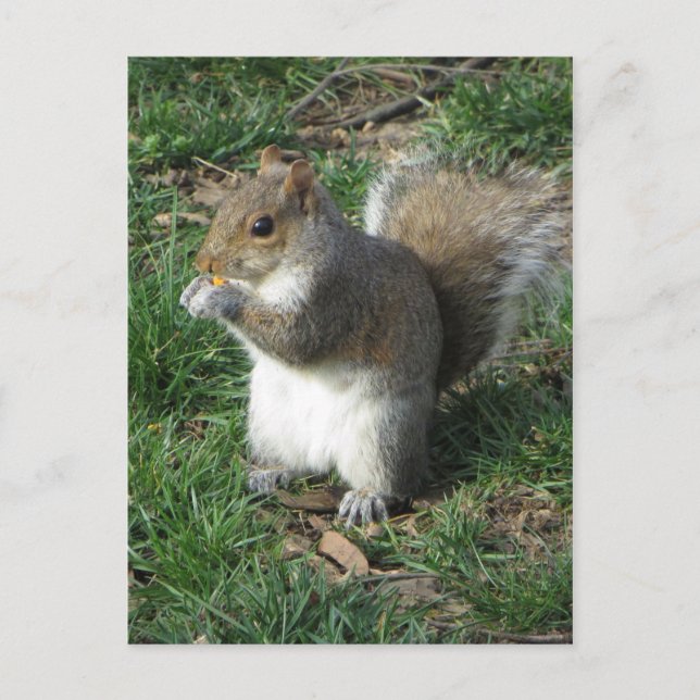 Cartão Postal Alimentando Esquilo (Frente)