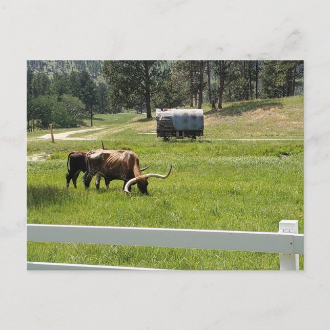 Cartão Postal Alimentando Longhorns em um Rancho (Frente)