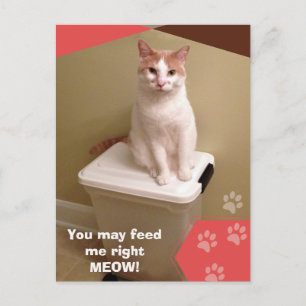 Cartão Postal Alimente-me agora! Gato engraçado