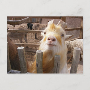 Cartão Postal Alimente-me! Cabras