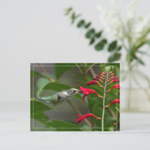 Cartão Postal Alimento De Aves De Cama Na Crocosmia Vermelha