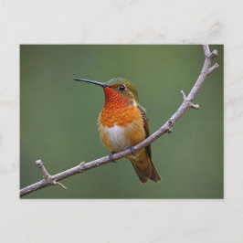Cartão Postal Allen's Hummingbird Sitting