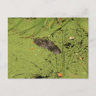 Cartão Postal Alligador