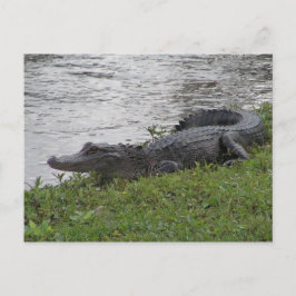 Cartão Postal Alligador