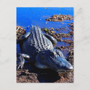 Cartão Postal Alligador Everglades