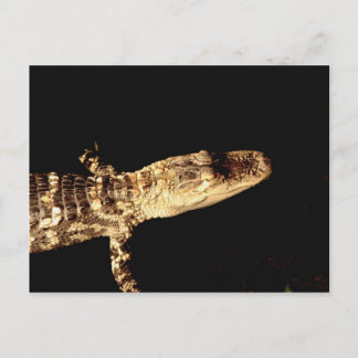 Cartão Postal Alligador nº 1