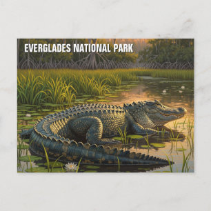 Cartão Postal Alligador no Parque Nacional de Everglades