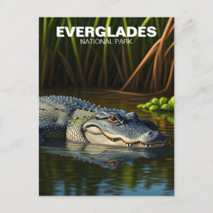Cartão Postal Alligador no Parque Nacional de Everglades, na águ