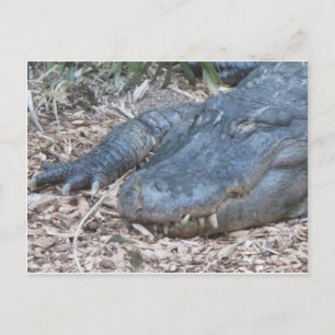 Cartão Postal Alligador no seu habitat natural