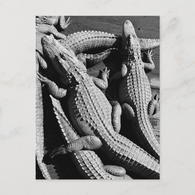 Cartão Postal Alligadores (Frente)