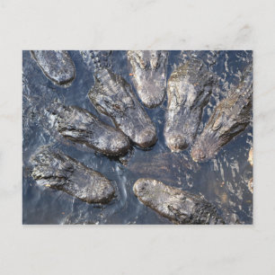 Cartão Postal Alligadores #5