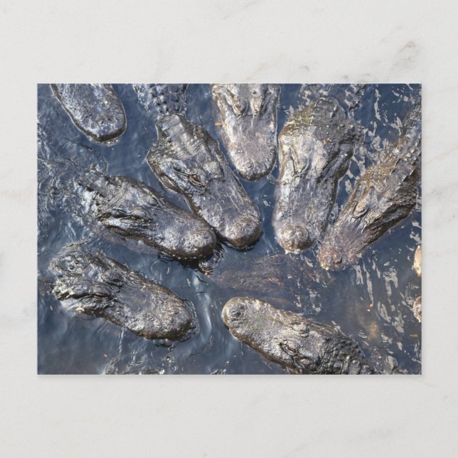 Cartão Postal Alligadores #5 (Frente)