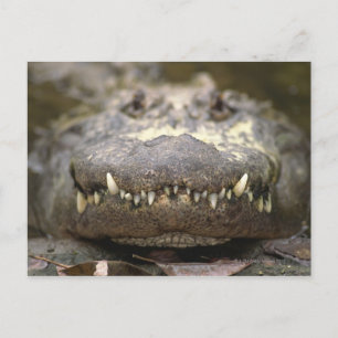 Cartão Postal Alligator americano