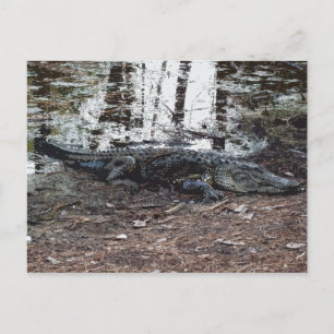 Cartão postal Alligator Americano