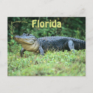 Cartão Postal Alligator Americano na Flórida
