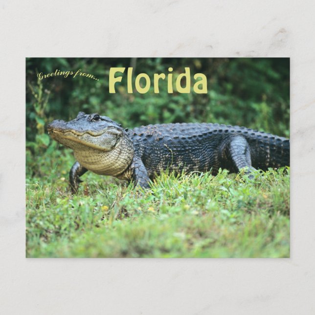 Cartão Postal Alligator Americano na Flórida (Frente)