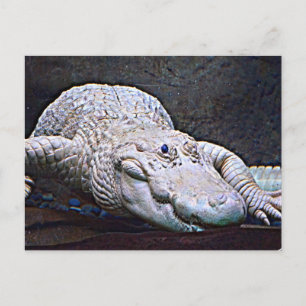 Cartão Postal Alligator Branco da Louisiana