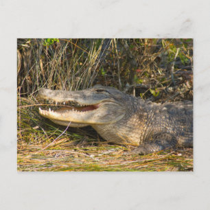 Cartão Postal Alligator, Canaveral National Seashore, Florida