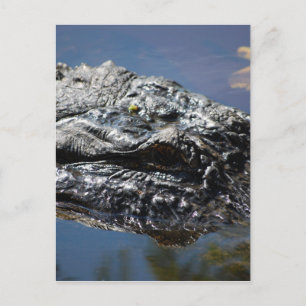 Cartão Postal Alligator da Carolina do Norte